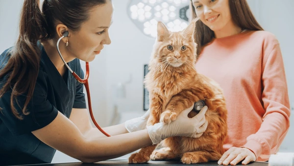 Лечение грыж у животных: симптомы, диагностика и методы хирургического вмешательства